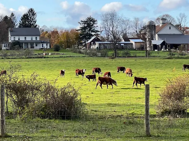 cow