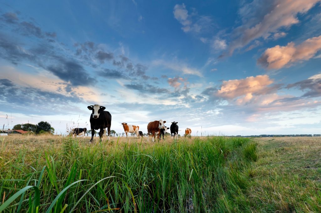 few cows on pasture at sunset